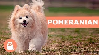 All About the POMERANIAN  Characteristics and Care [upl. by Tsew]