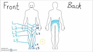 Anatomy  Dermatomes of the Lower Extremity [upl. by Sanchez]