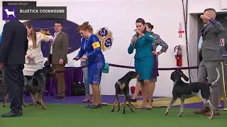 Bluetick Coonhounds  Breed Judging 2020 [upl. by Nort]