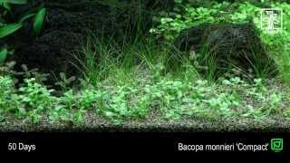 Bacopa monnieri Compact [upl. by Pournaras]