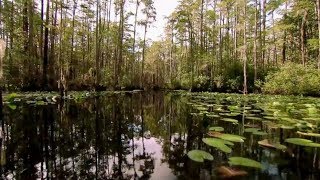 Okefenokee Swamp  Georgia Outdoors [upl. by Heyer160]