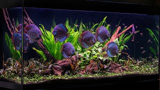 The Discus Aquascape  50 Day Update  New Fish [upl. by Yv]