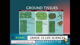 GROUND TISSUES parenchyma collenchyma amp sclerenchyma Grade 10 life sciences  MSAIDI [upl. by Blanding]