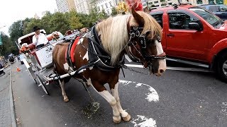 Horse Nearly Pees On Cyclist in NYC [upl. by Oalsecnew]