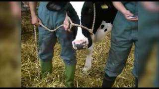 Cattle restraint methods [upl. by Leno759]