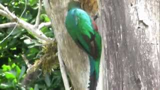 Quetzal Birds building a nest Monteverde Costa Rica [upl. by Hayila]