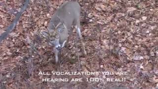 Incredible Whitetail Buck Vocalizations  The Management Advantage [upl. by Aridni]