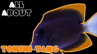 All About The Bristletooth Tomini Tang [upl. by Yddub]