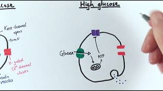 A2 Biology  Control of insulin secretion OCR A Chapter 143 [upl. by Debee]