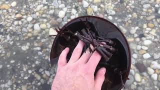 Are horseshoe crabs dangerous [upl. by Docilu919]