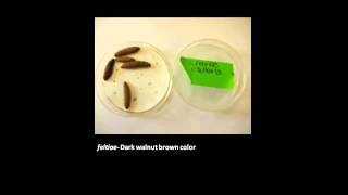 MSU OPM How to Rear Nematodes for Biocontrol [upl. by Lynnea]