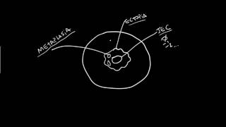 ANATOMIA DO COLO DO ÚTERO [upl. by Suoilenroc]