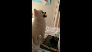 Epic Pomeranian Puppy sneeze Original [upl. by Acirdna796]