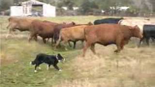 Border Collies Herding Cattle [upl. by Ruff50]