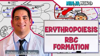 Hematology  Erythropoiesis Red Blood Cell Formation Part 1 [upl. by Uyekawa194]