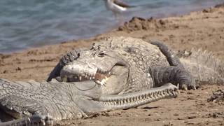 Crocodiles and gharials chambal river [upl. by Rafael]