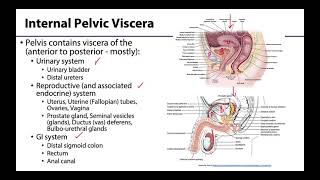 Pelvic Viscera Peritoneum  Learning Objectives [upl. by Ehudd]