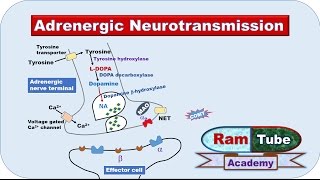 Adrenergic NA or NE Neurotransmission explained with animation [upl. by Caroline]