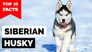 Siberian Husky  Top 10 Facts [upl. by Lasonde470]