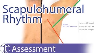 Scapulohumeral Rhythm [upl. by Gonta]