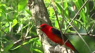 Scarlet Tanager  Song [upl. by Elrak]