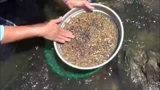 How to Sieve for Gemstones  Sapphires and Zircon  Liz Kreate [upl. by Meares]