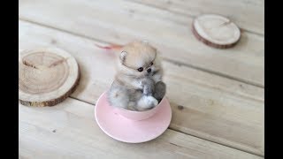 Cutest Teacup Pomeranian Puppies [upl. by Esinned]