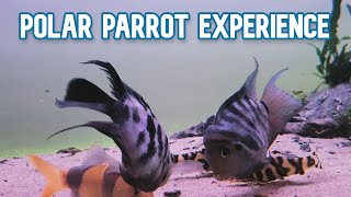 Polar Blue Parrot Cichlid  My Experience Keeping [upl. by Michelina]