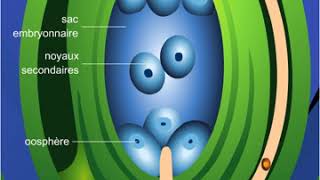 Double fécondation végétale [upl. by Anbul]