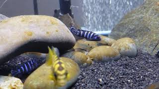 Mbuna Cichlid Introduction  Demasoni amp Bumblebee Cichlids [upl. by Ylicic]