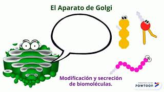 LA CÉLULA ORGANELOS MEMBRANOSOS [upl. by Flyn]