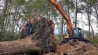 This Tree Was A Monster But The 330 Won [upl. by Kissiah]