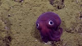 Googlyeyed Stubby Squid  Nautilus Live [upl. by Yenitsed]