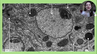 IDENTIFICAR ORGANELOS EN MICROGRAFÍAS VERSIÓN SIMPLE Y CORTA [upl. by Tnomel6]