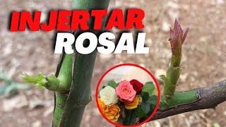 Cómo INJERTAR un ROSAL para tener ROSAS de COLORES en un Solo ROSAL [upl. by Nordine]