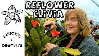 Reflowering the Clivia amp Basic Care [upl. by Dnomasor]