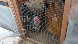 Chicken Coop Winterization for Extreme Cold Weather [upl. by Aihsela]