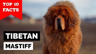 Tibetan Mastiff History and Origin [upl. by Ssegrub577]