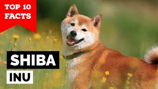 Shiba Inu  Top 10 Facts [upl. by Ohce]