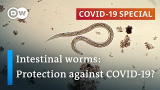 Coronavirus Are parasitic worms responsible for low fatality rates in Africa  COVID19 Special [upl. by Adila]