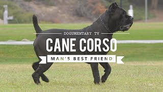 CANE CORSO MANS BEST FRIEND [upl. by Chavez249]