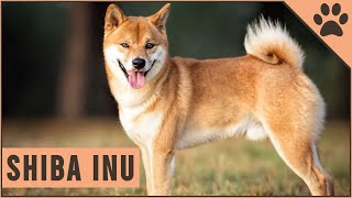 Shiba Inu Dog Breed  Important Information [upl. by Dorisa43]