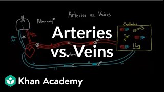 Arteries vs veinswhats the difference  Circulatory system physiology  NCLEXRN  Khan Academy [upl. by Loleta]