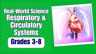 All About the Respiratory amp Circulatory System [upl. by Cogn]