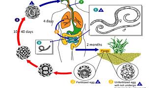 Ascaris Lumbricoides lecture [upl. by Anivla721]