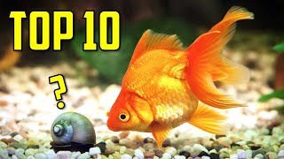 Top 10 Goldfish Tank Mates You Should Try [upl. by Ueik]