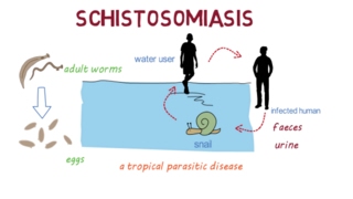 Schistosomiasis Bilharzia– an overview [upl. by Heyes873]