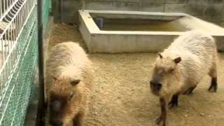 Its Beautiful Noise of Capybaras [upl. by Ioyal]