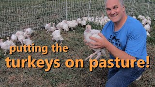 how to grow turkeys on pasture brooder tips shelter fencing and feeding [upl. by Alatea134]