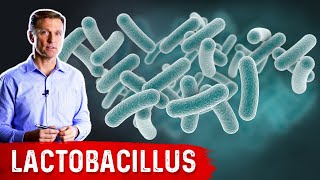 The Benefits of Lactobacillus a Friendly Microbe [upl. by Gertrud]